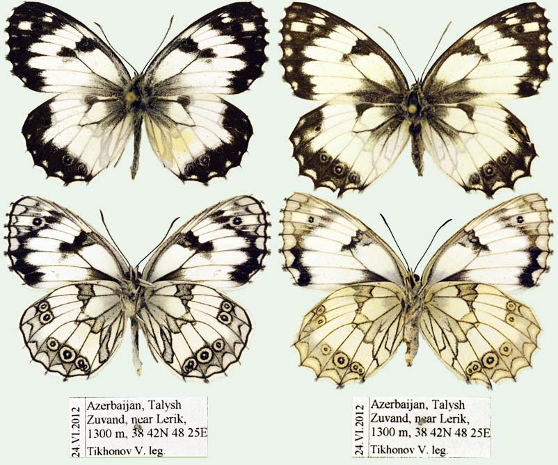 Melanargia teneates